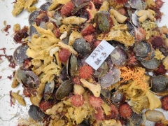 La spedizione di Nascetti in Antartide