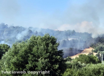 Vasto incendio di sterpaglie, bosco e uliveti, case lambite dalle fiamme
