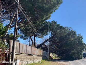 Bagnaia - L'albero e il palo piegati dal vento