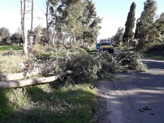 Tarquinia - Albero caduto sulla Litoranea