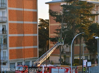 Viterbo - Rami caduti in via Villanova - Foto di Umberto Montrezza