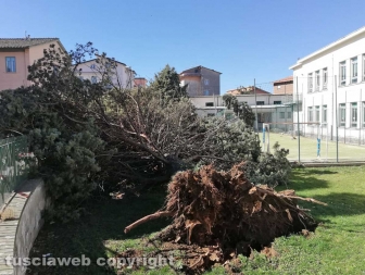 Viterbo - Albero crollato alla scuola di Bagnaia