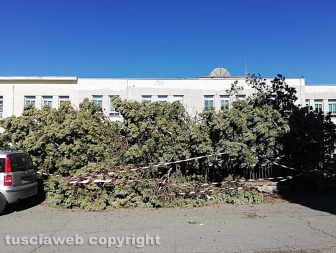 Viterbo - Albero crollato alla scuola di Bagnaia