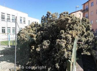 Viterbo - Albero crollato alla scuola di Bagnaia