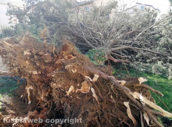 Viterbo - Albero crollato alla scuola di Bagnaia