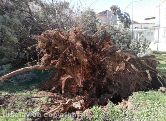 Viterbo - Albero crollato alla scuola di Bagnaia