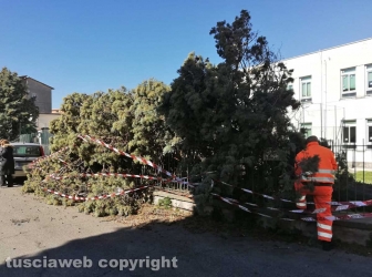 Viterbo - Albero crollato alla scuola di Bagnaia