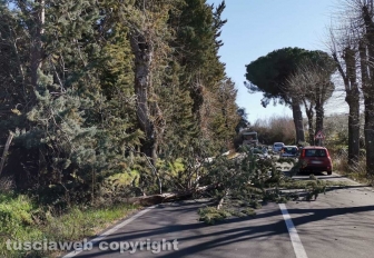 Albero caduto sulla Cassia Sud