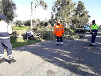 Tarquinia - Albero caduto - Volontari Aeopc al lavoro