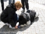 Ventunesimo raduno nazionale dei cani Terranova