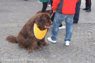 Ventunesimo raduno nazionale dei cani Terranova