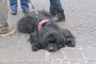 Ventunesimo raduno nazionale dei cani Terranova