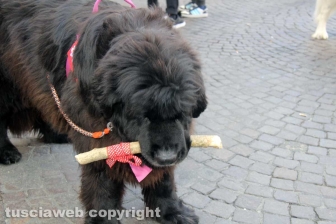 Ventunesimo raduno nazionale dei cani Terranova