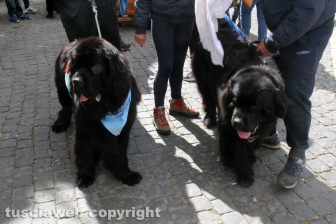Ventunesimo raduno nazionale dei cani Terranova