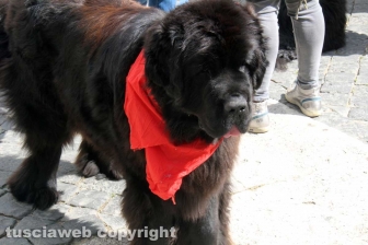 Ventunesimo raduno nazionale dei cani Terranova
