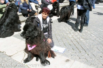 Ventunesimo raduno nazionale dei cani Terranova