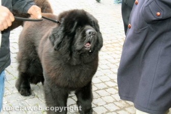 Ventunesimo raduno nazionale dei cani Terranova