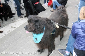 Ventunesimo raduno nazionale dei cani Terranova