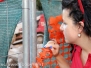 Via Cairoli, Chiara Frontini incontra i commercianti