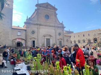 Viterbo in festa