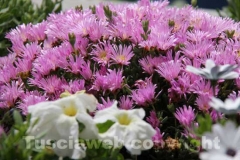 Viterbo in fiore
