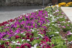 Viterbo in fiore
