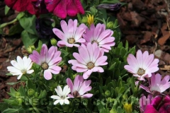 Viterbo in fiore