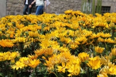 Viterbo in fiore