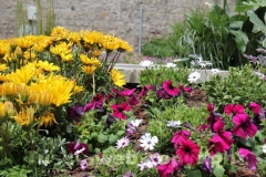 Viterbo in fiore