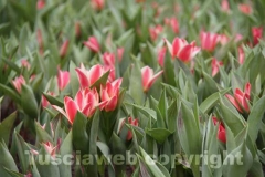 Viterbo in fiore