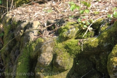 Viterbo - La villa dei misteri