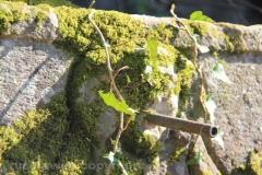 Viterbo - La villa dei misteri