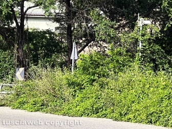 Viterbo sud invasa dall'erba alta