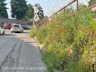 Viterbo sud invasa dall'erba alta
