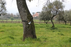 Volontari puliscono il parco di santa Barbara