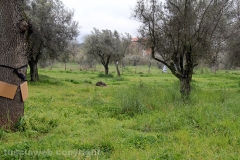 Volontari puliscono il parco di santa Barbara