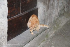 I vicoli di San Pellegrino