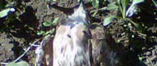 poiana