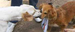 Festa amici a quattro zampe