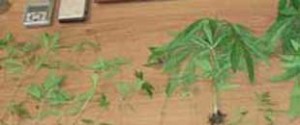 Alcune immagini della marijuana sequestrata