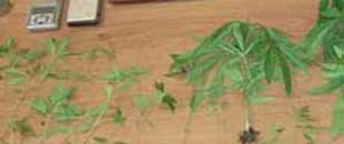 Alcune immagini della marijuana sequestrata