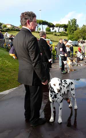 Mostra canina, un'immagine dell'edizione 2010