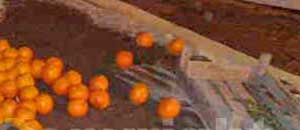 frutta_prima