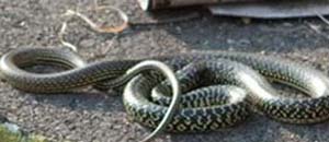 Un serpente ritrovato in via Petri