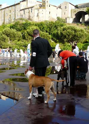 Mostra canina, un'immagine dell'edizione 2010