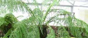 Un'immagine dell'orto botanico