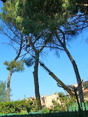 I pini tagliato a Sutri