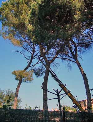 I pini tagliato a Sutri
