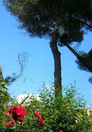 I pini tagliato a Sutri