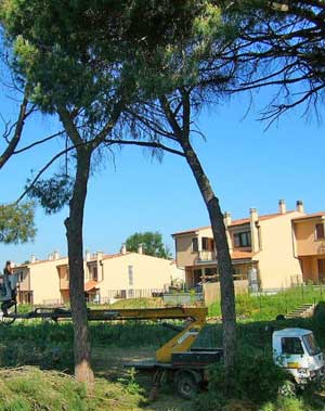 I pini tagliato a Sutri